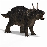Diceratops DAZ 04A_0001